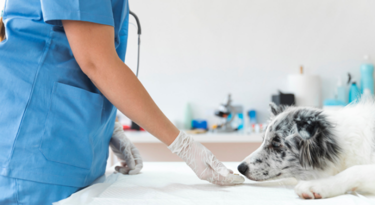 salidas profesionales de un auxiliar de veterinaria